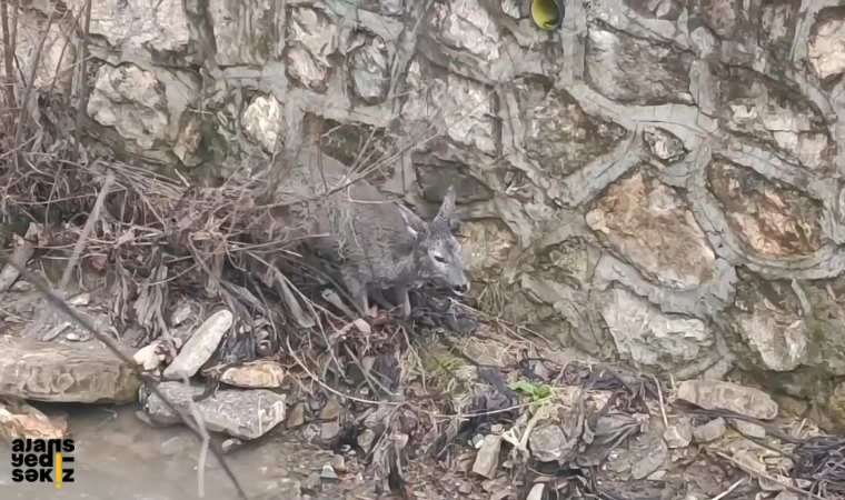 Kurtarılan Karaca Yeniden Doğaya Bırakıldı!