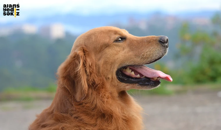 Sahipsiz köpeklere yönelik düzenlemeler içeren yasa teklifi mecliste kabul edildi.