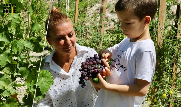 Safranbolu Belediyesi, serasında ürettiği Çavuş üzümünün ilk hasadını gerçekleştirildi.