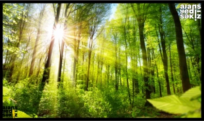 %72'si orman olan Karabük Birinci Sırada!