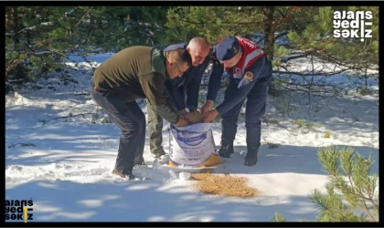 Yabani Hayvanlara Yardım Eli!