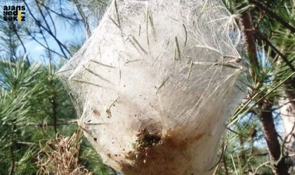 Karabük Ormanlarında Zararlı Böceklerle Mücadele Başladı