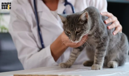 Zonguldak'ta Sokak Kedisi Veterinerin Ayağına Gitti!