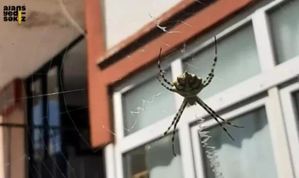 “Argiope Lobata” türü örümcek paniğe neden oldu.
