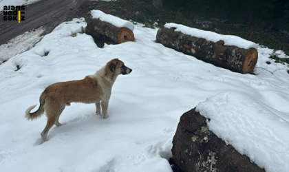 Safranbolu’nun yüksek kesimlerinde kar kalınlığı 40 cm’ye ulaştı.