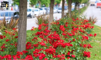 Safranbolu Belediyesi 109 Bin Yerli Çiçekle Kenti Taçlandırdı.