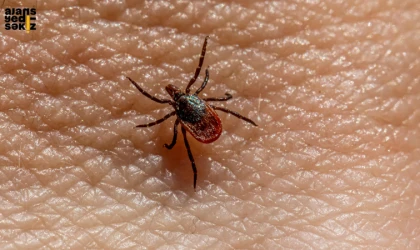 Vatandaş, peşinden gelen keneleri videoya aldı.