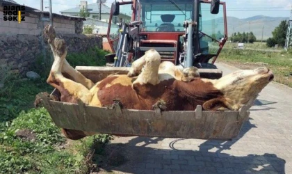 Sessiz çığlık: Şap hastalığından ölen hayvan sayısı korkunç boyutlara ulaştı.